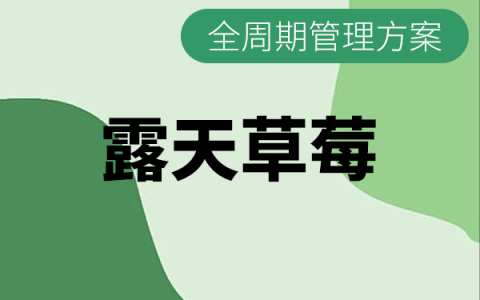 草莓（露天）全生长周期施肥与打药管理方案