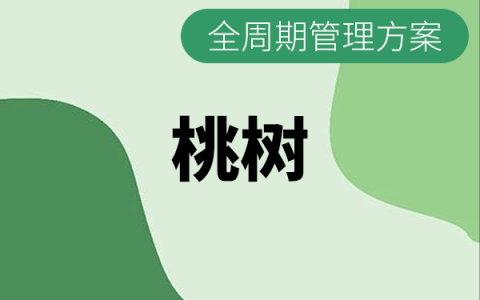桃树全生长周期施肥与打药管理方案