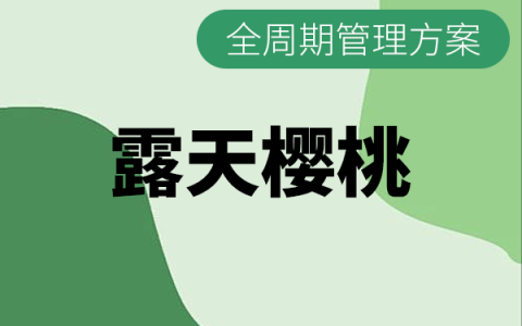 大樱桃全生长周期施肥与打药管理方案（露地）