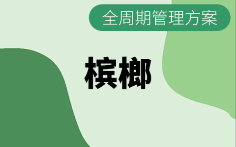 海南槟榔全生长周期管理方案