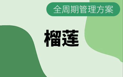 海南榴莲全生长周期管理方案